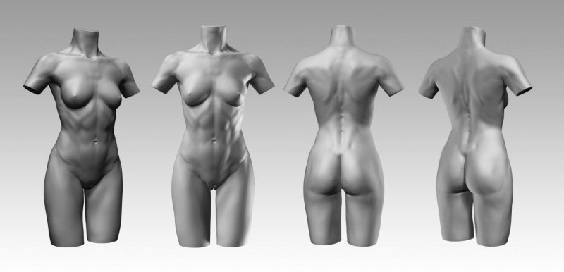 Female torso