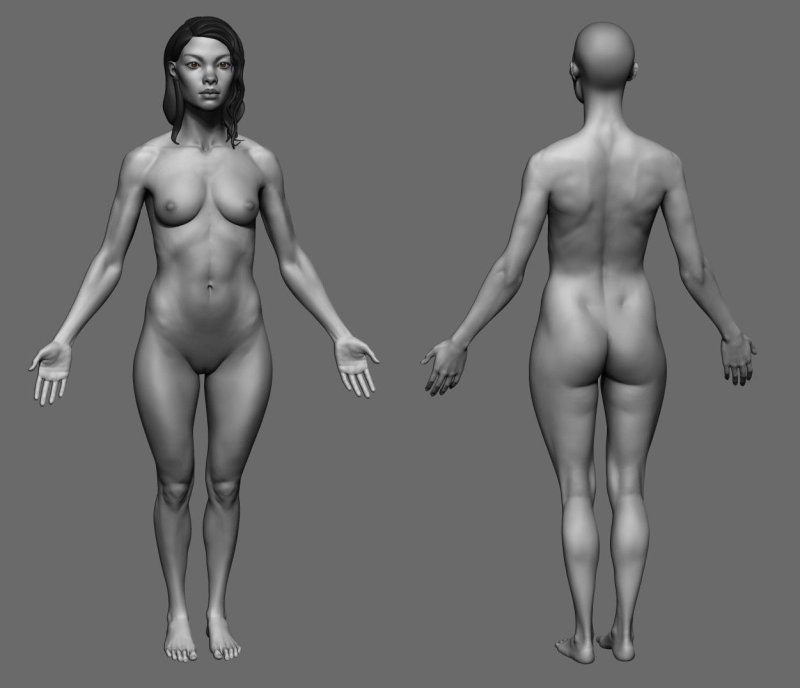 Reference of the female body