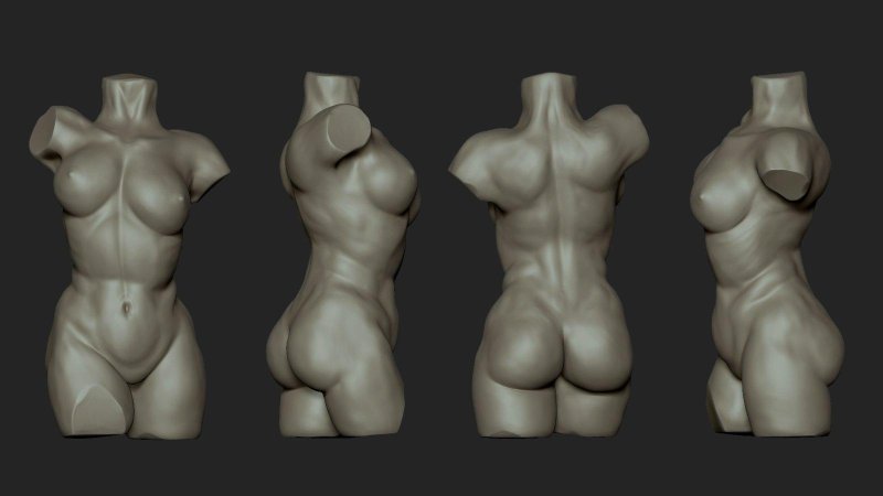 Female torso reference