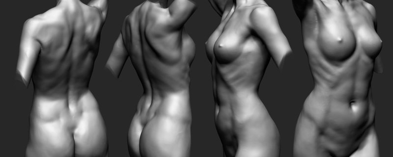 Female torso reference