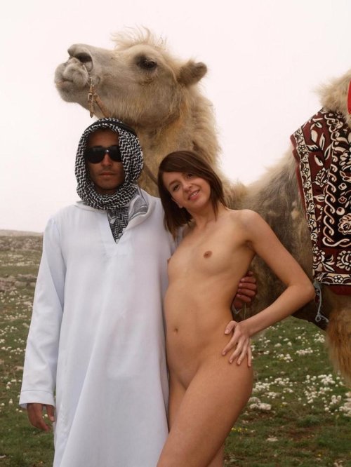 Camel in the desert