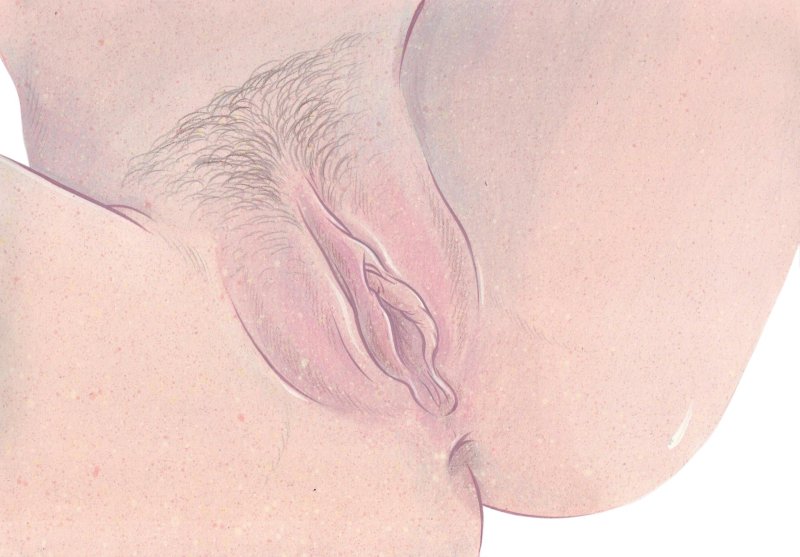 Female genitalia