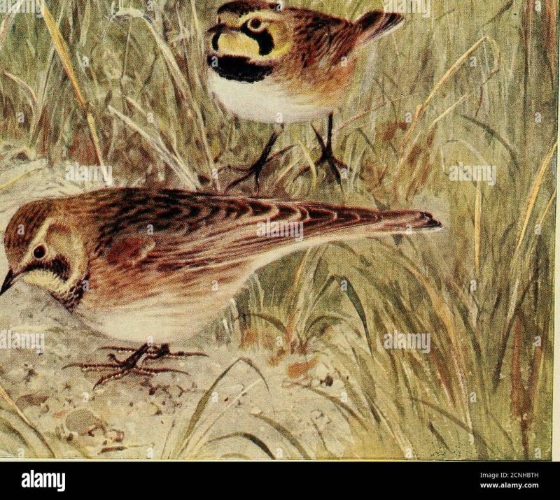 White Winged steppe lark