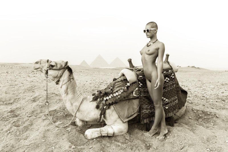 Camel Egypt