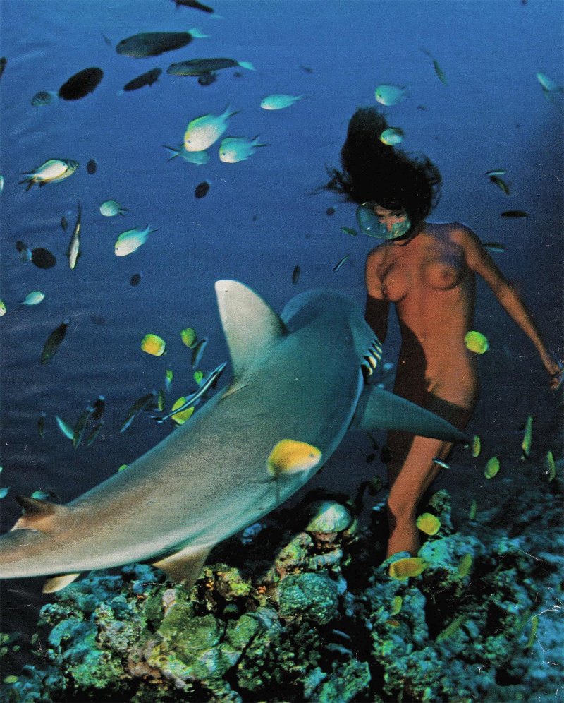 Swim with sharks