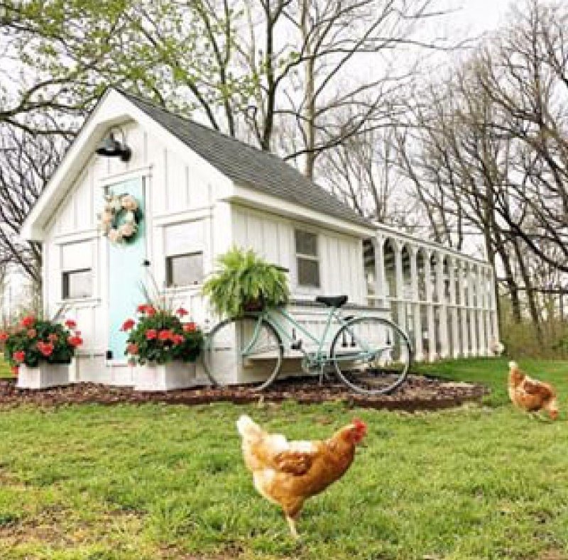 Modern chicken coins