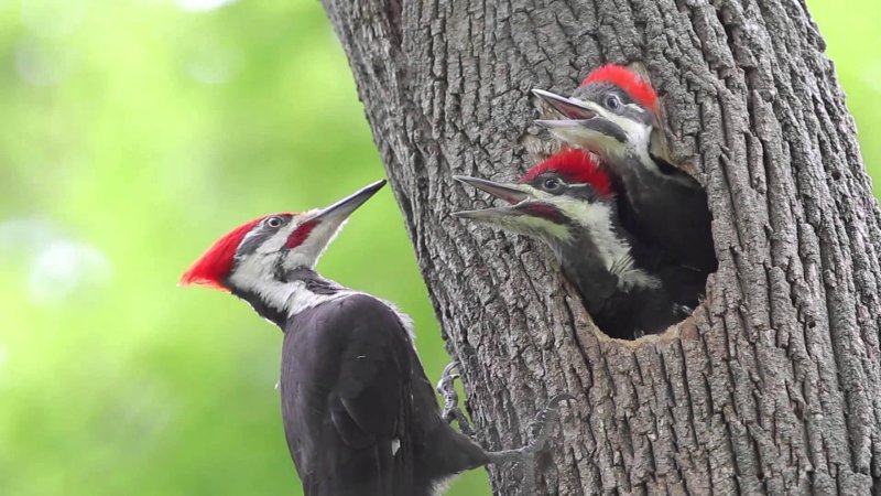 Pileated woodpecker