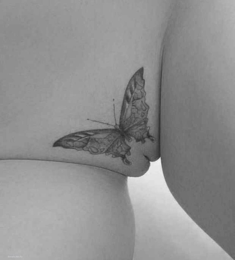 Lubber butterfly