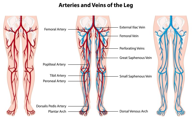 Great saphenous vein